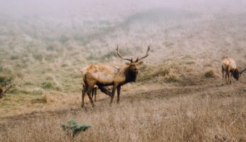 brown buck, medical marijuana card in arkansas