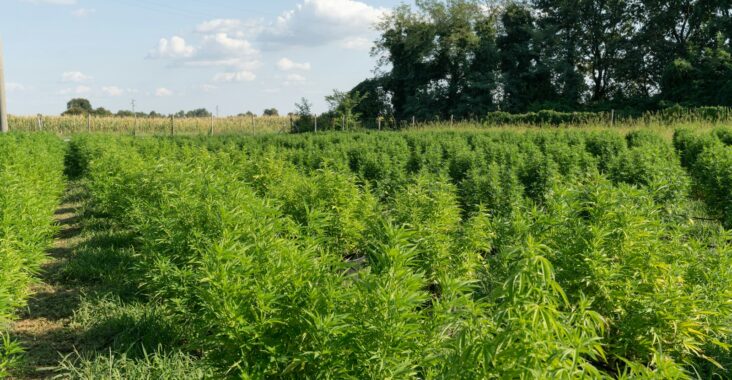 green grass field during daytime, black hemp farmers in America